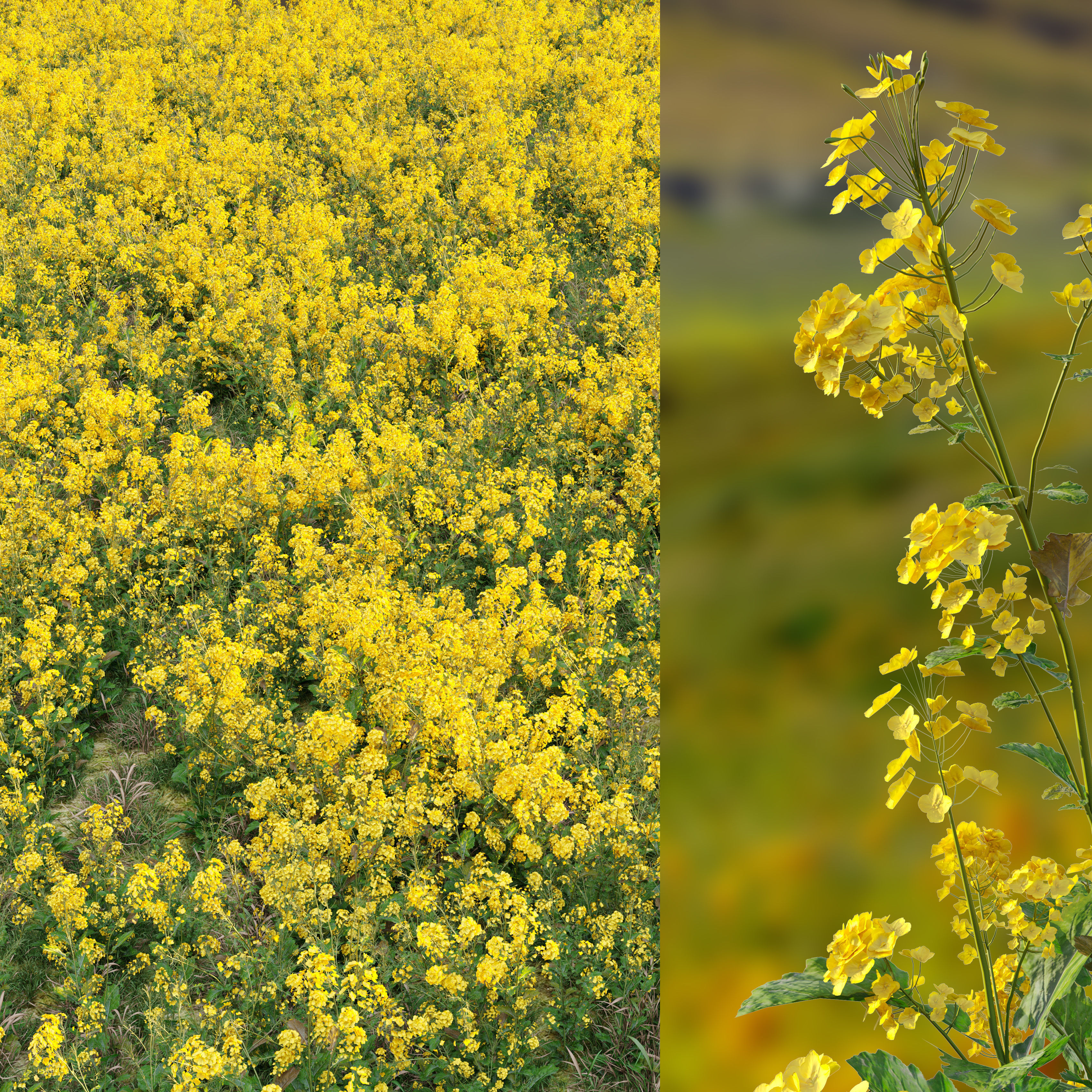 Rapeseed field 3D model_2