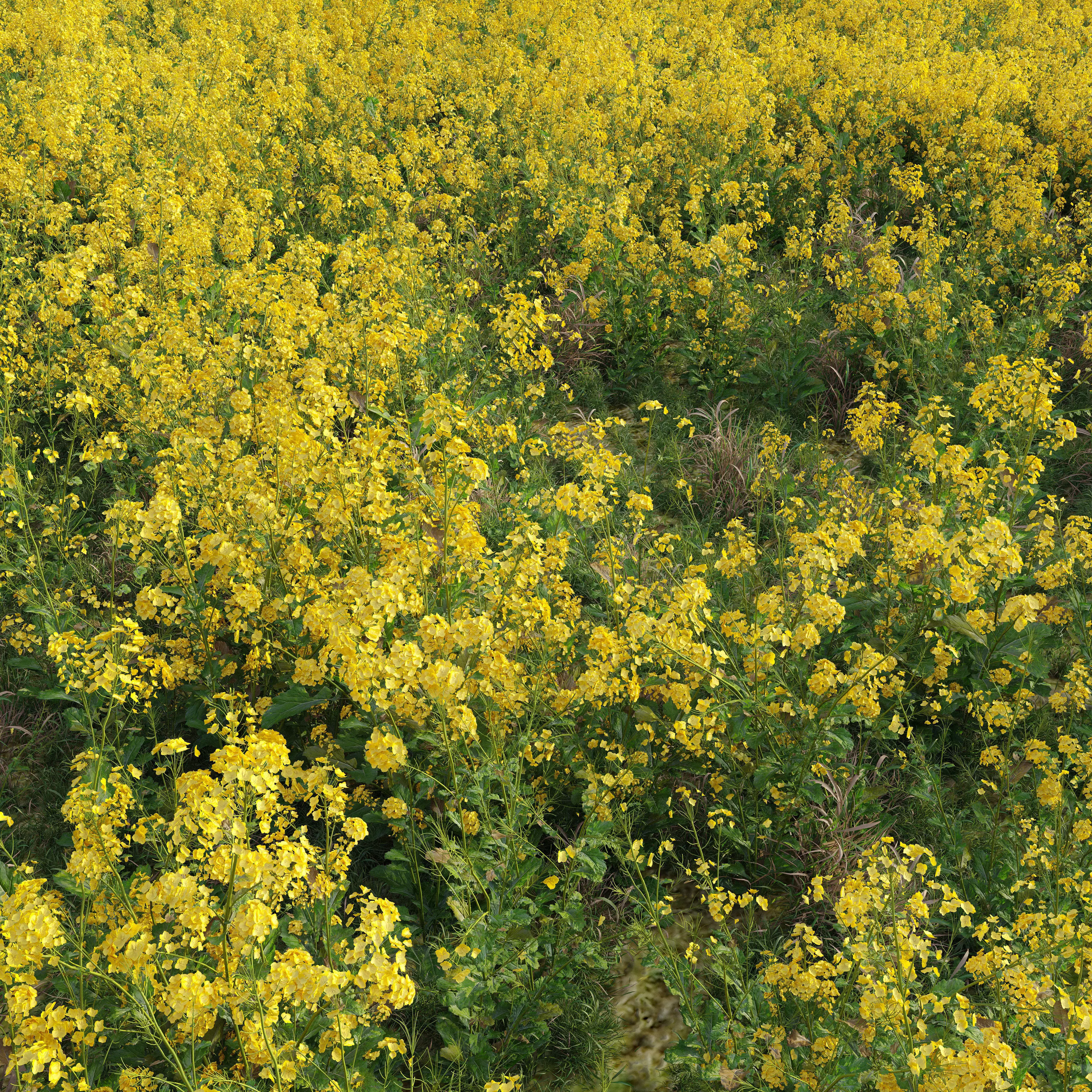 Rapeseed field 3D model_0
