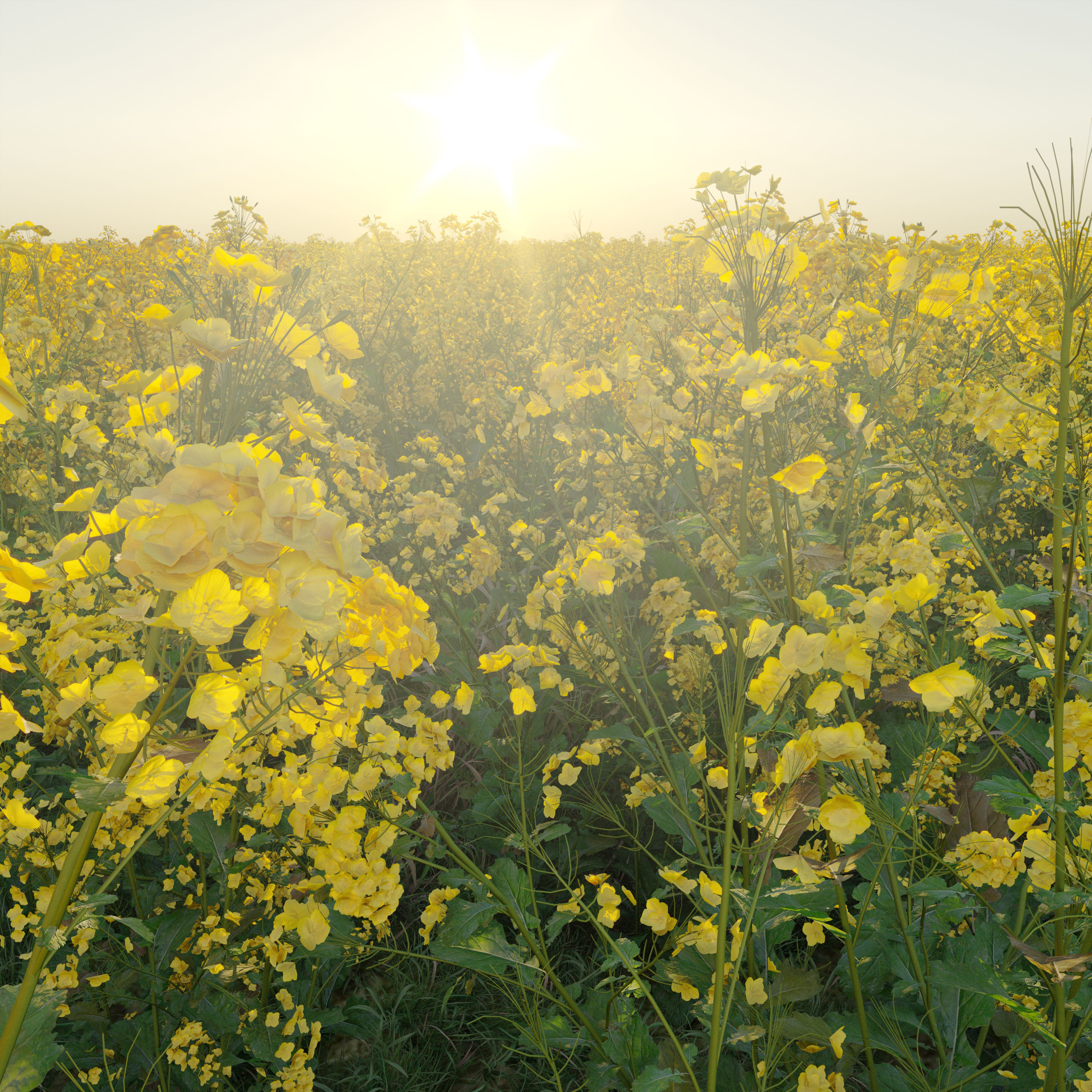 Rapeseed field 3D model_1