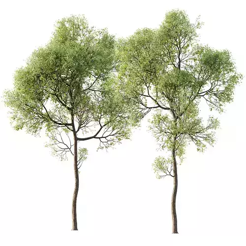 spring trees Shorea Robusta Sal 3D model