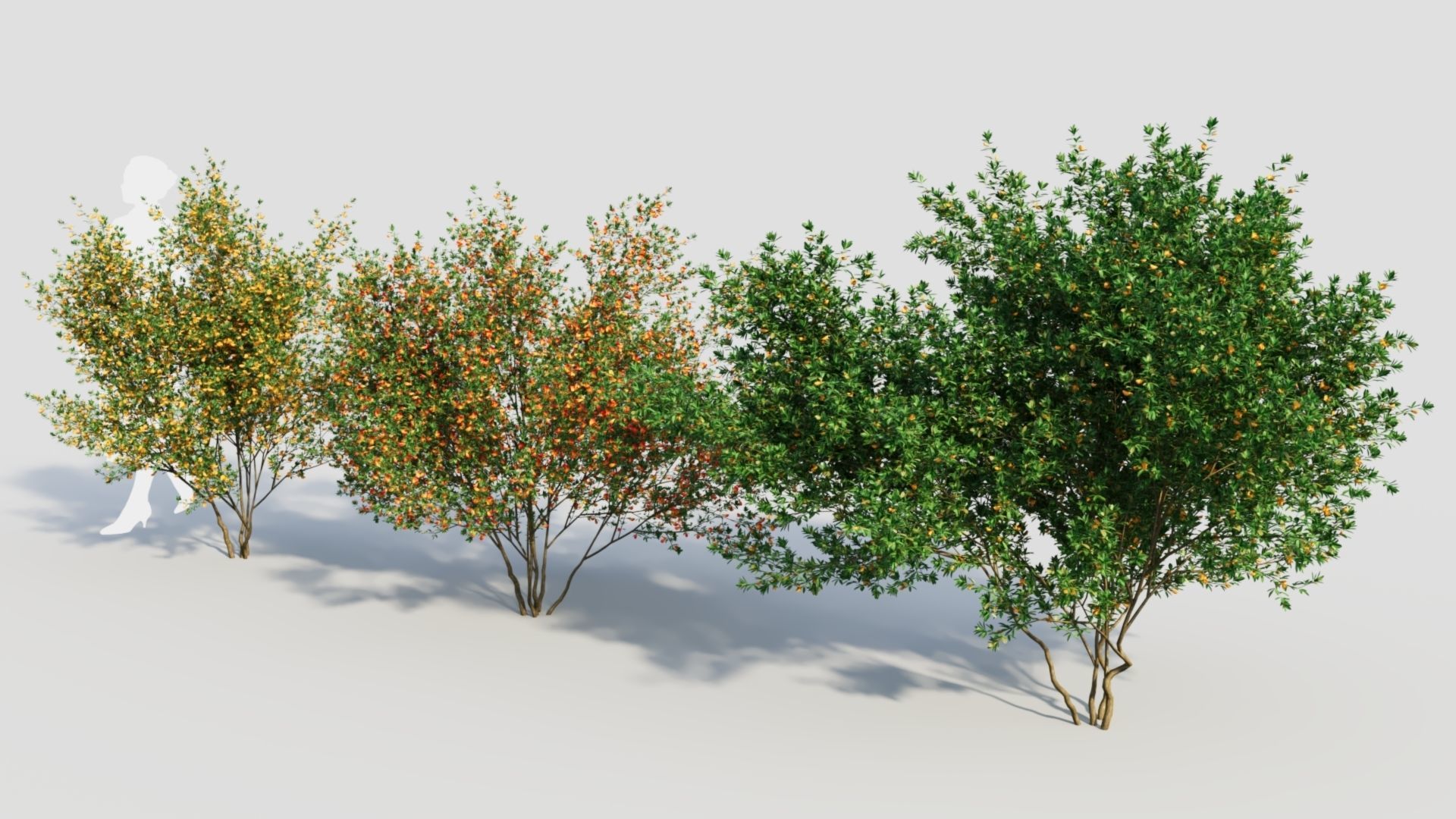 Cytisus scoparius c 3D model_1