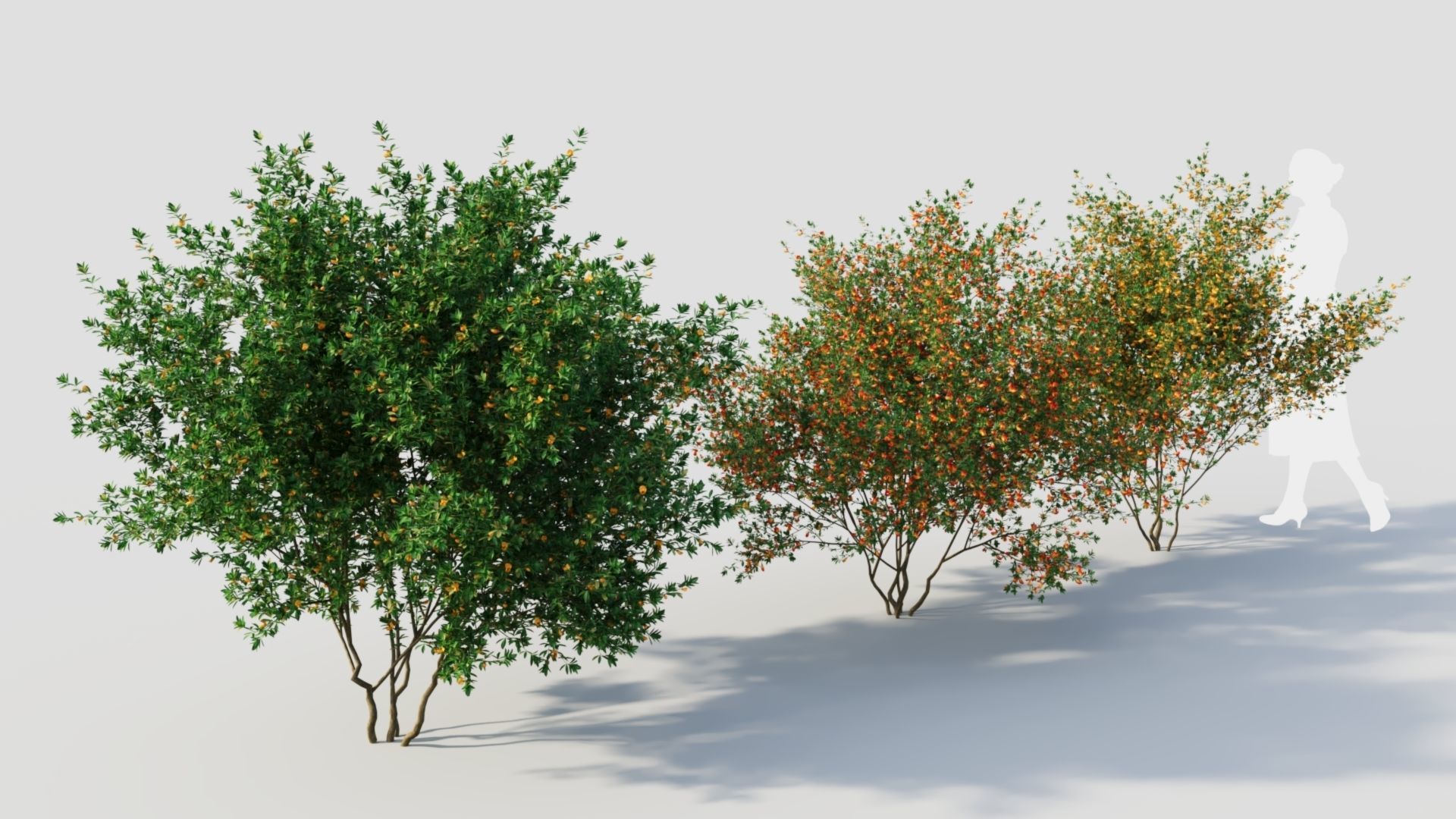 Cytisus scoparius c 3D model_4