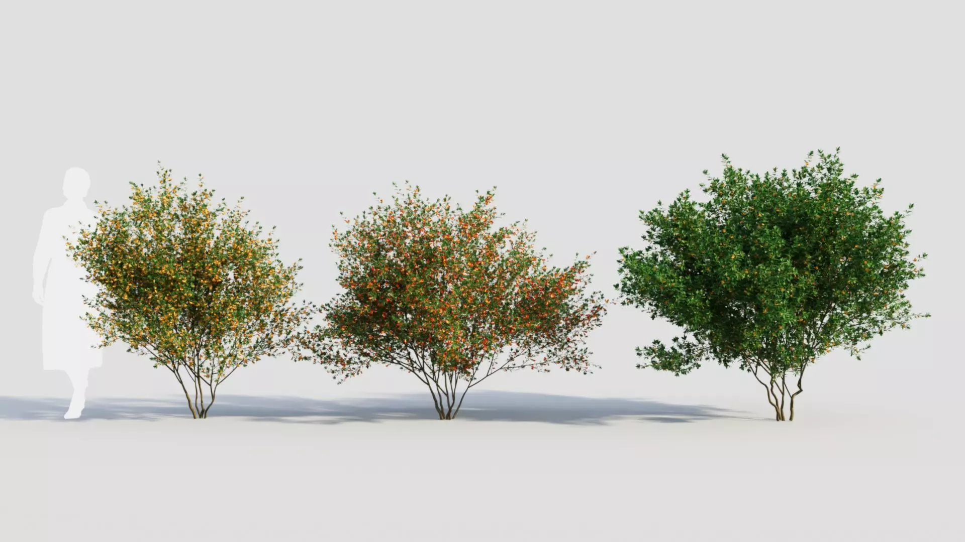 Cytisus scoparius c 3D model_0