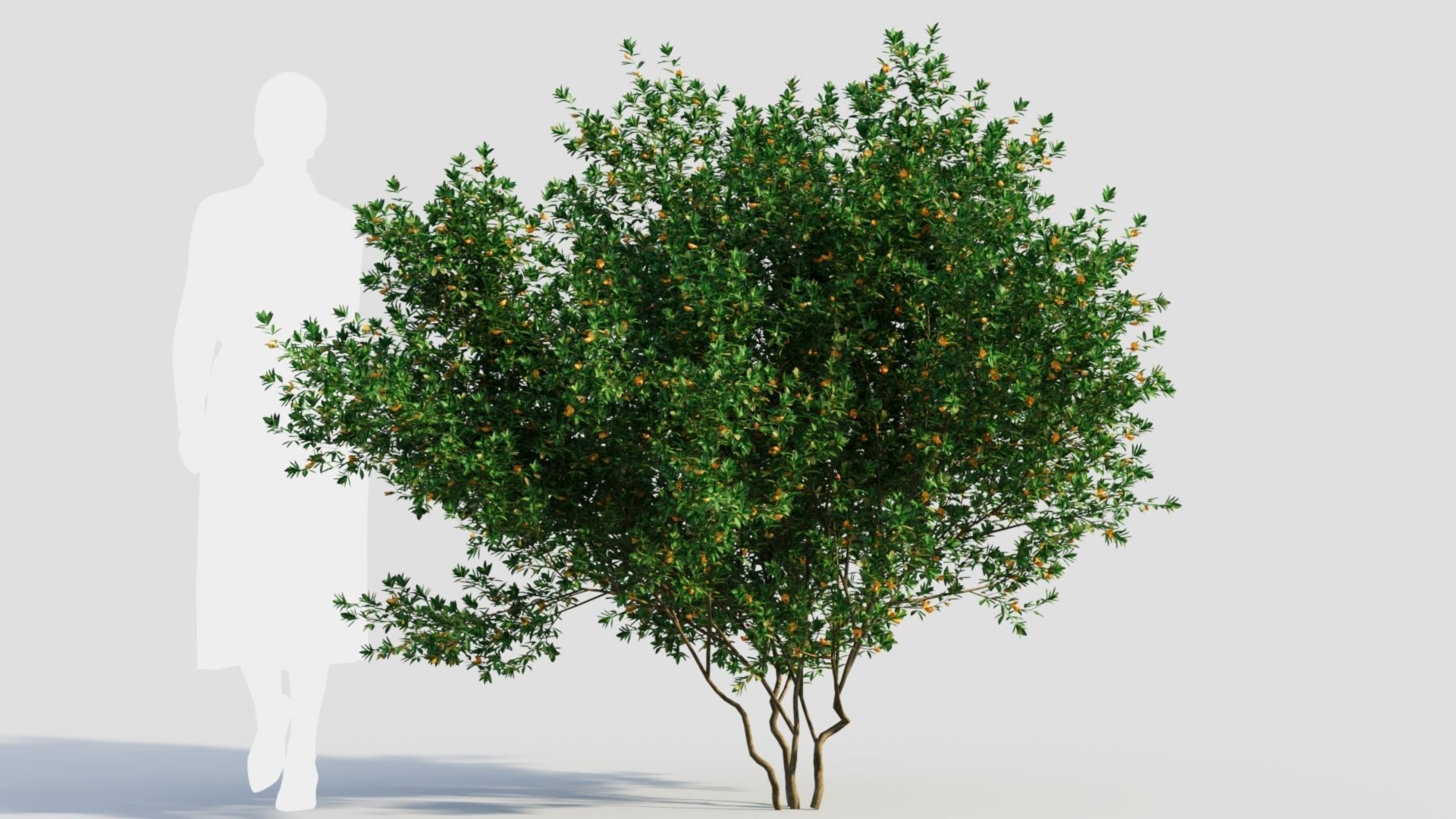 Cytisus scoparius c 3D model_7