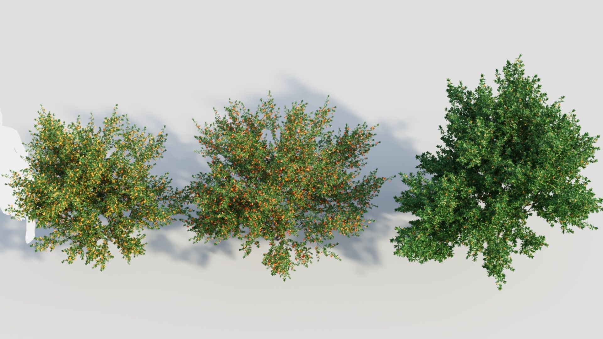 Cytisus scoparius c 3D model_2