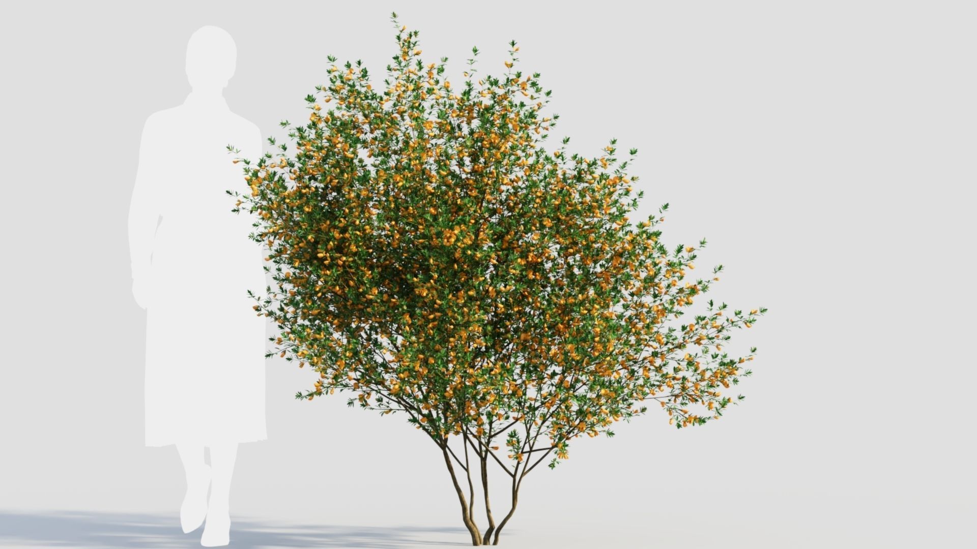 Cytisus scoparius c 3D model_5
