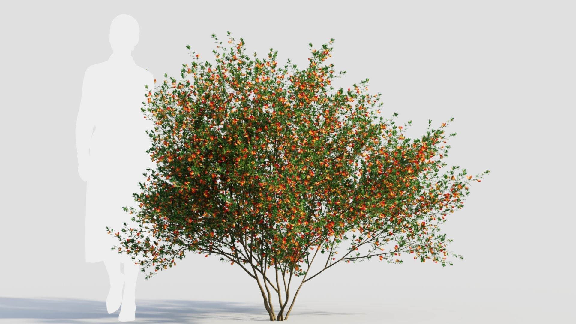Cytisus scoparius c 3D model_6