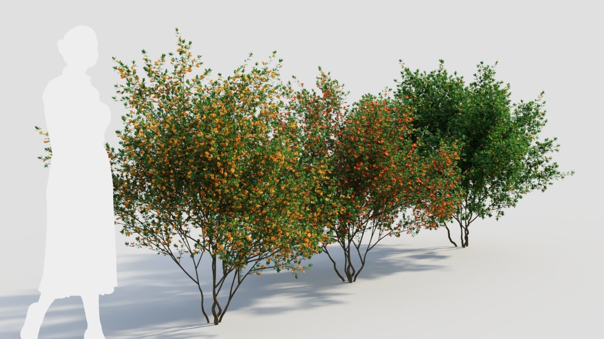 Cytisus scoparius c 3D model_3