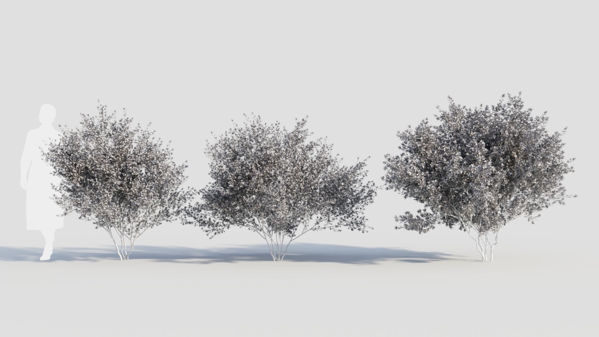 Cytisus scoparius c 3D model_8