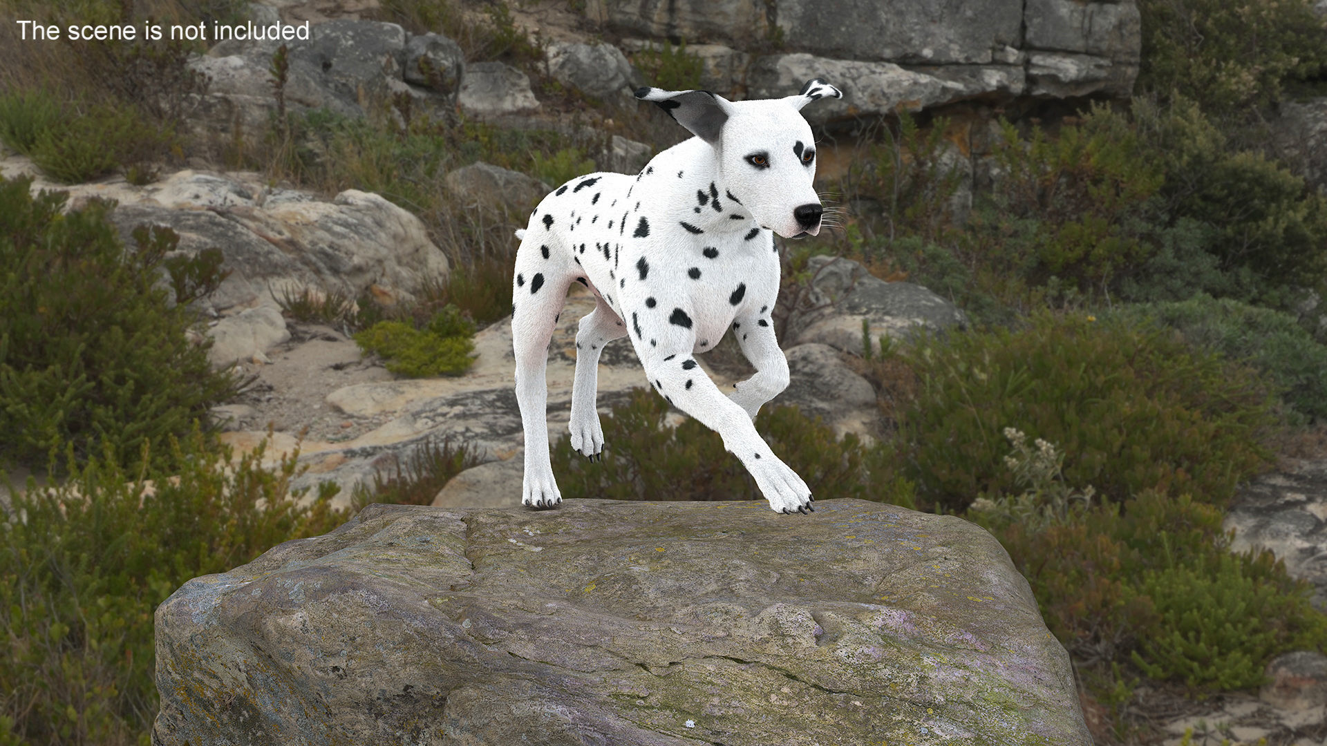Running Dalmatian Dog Fur 3D model