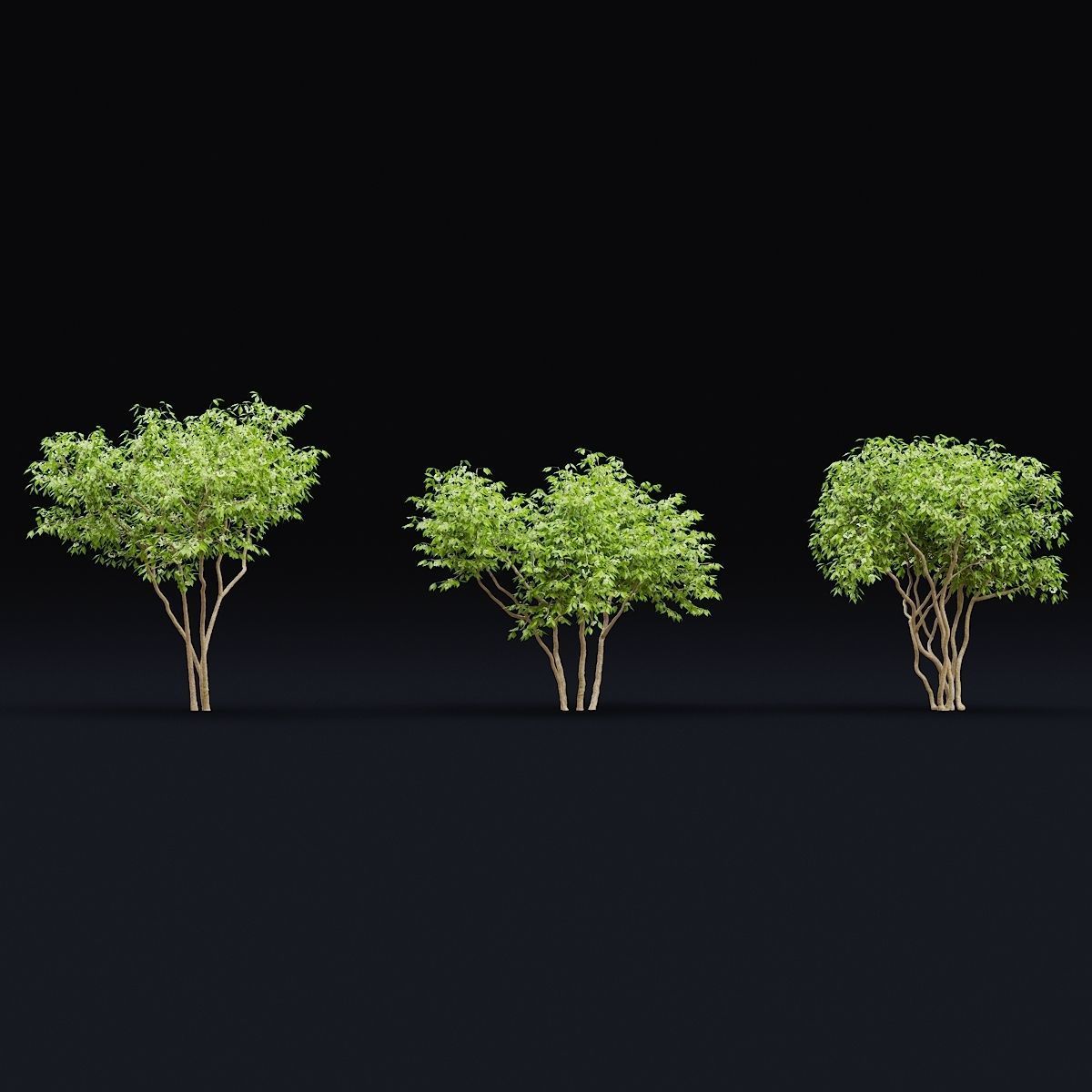 Ptelea trifoliata 3D model_3