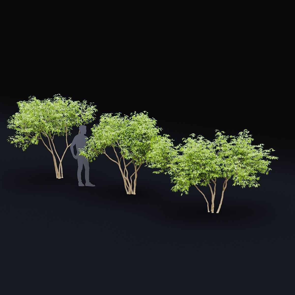 Ptelea trifoliata 3D model_2