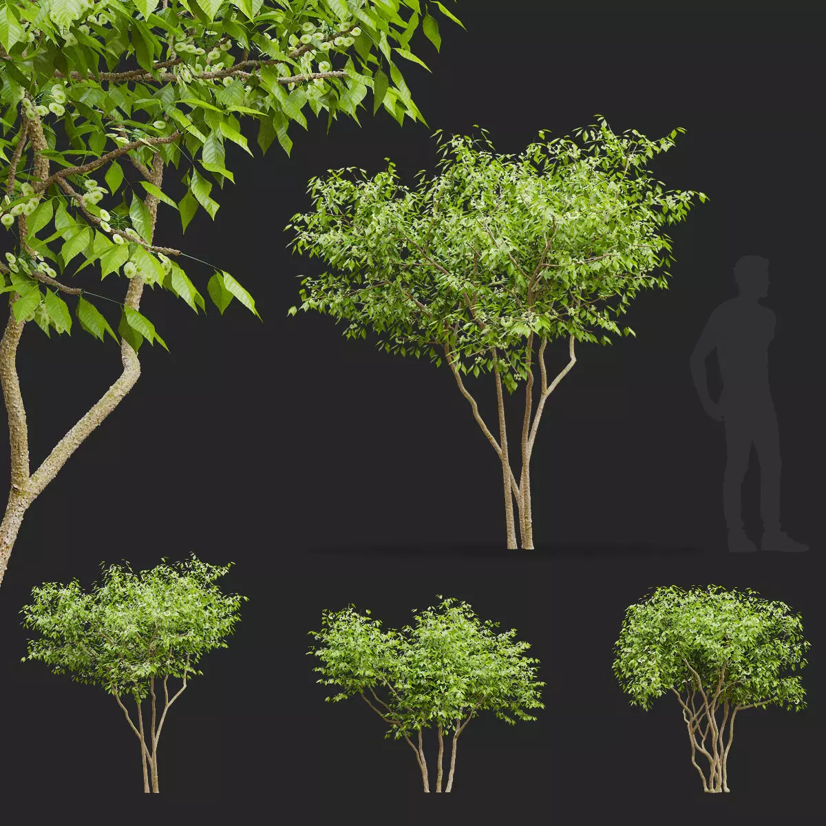 Ptelea trifoliata 3D model_0
