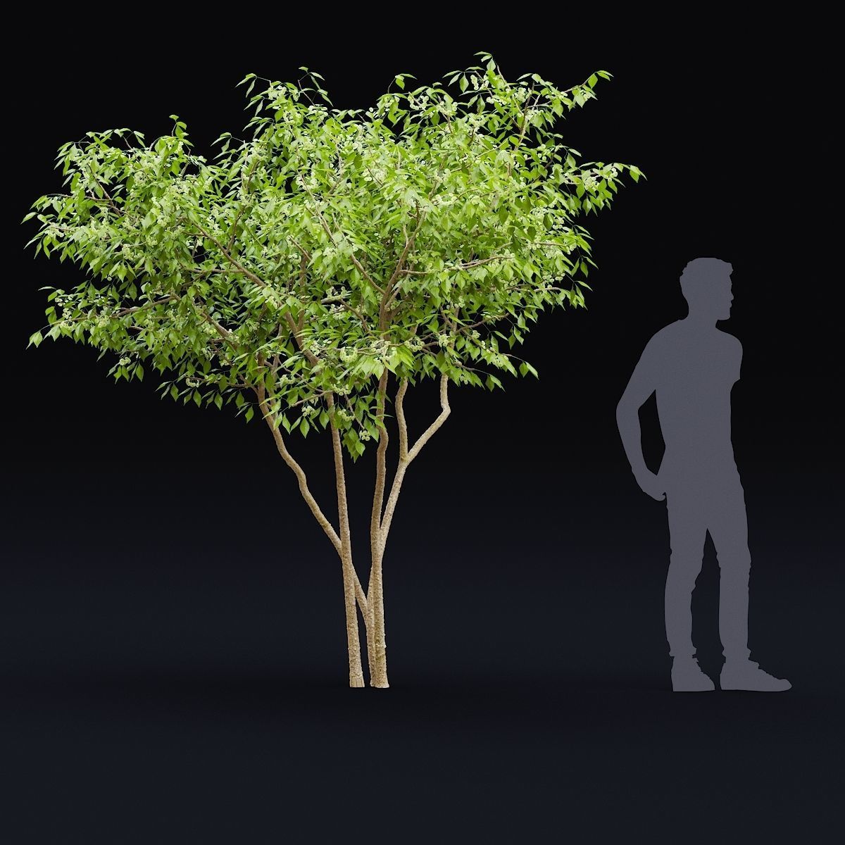 Ptelea trifoliata 3D model_4
