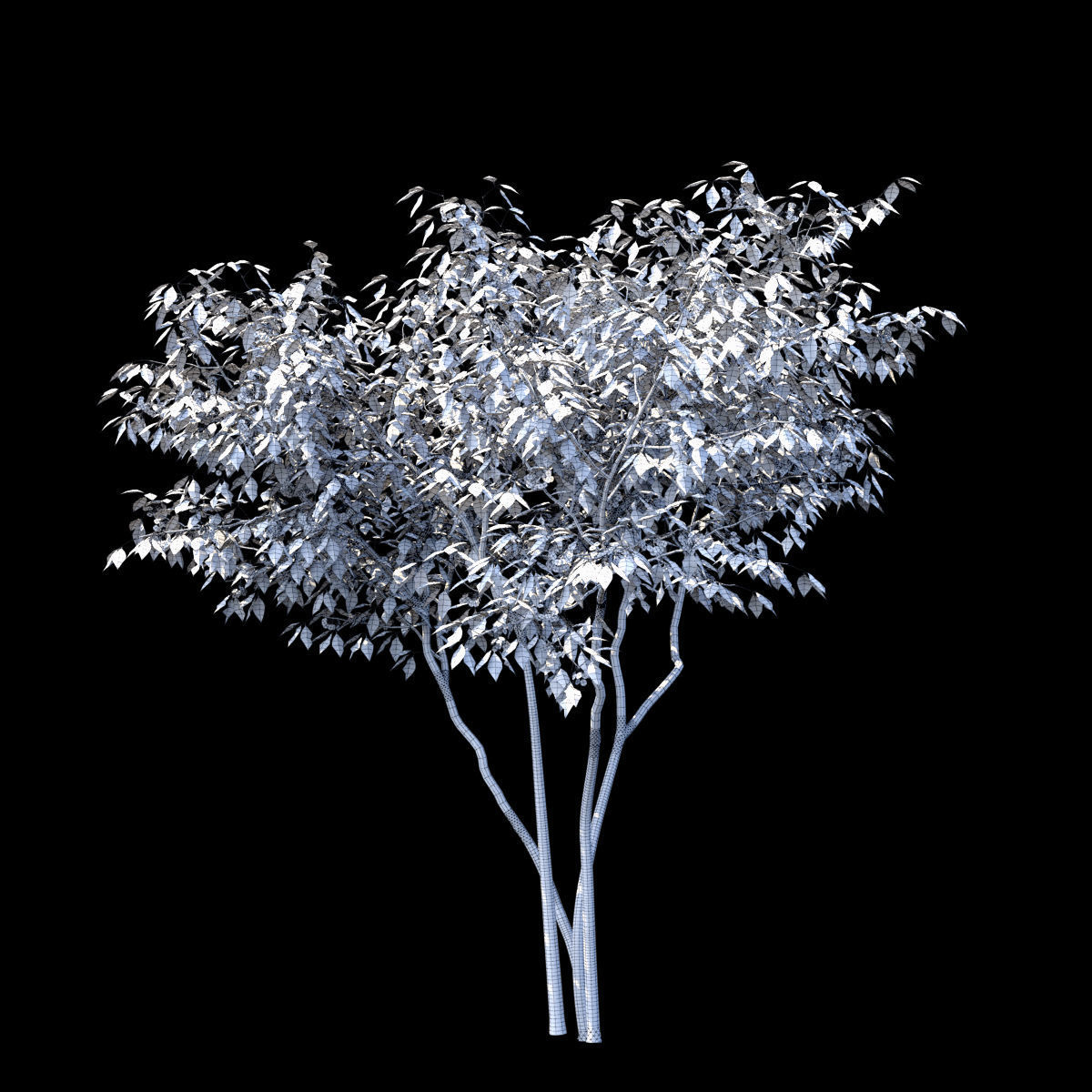 Ptelea trifoliata 3D model_6