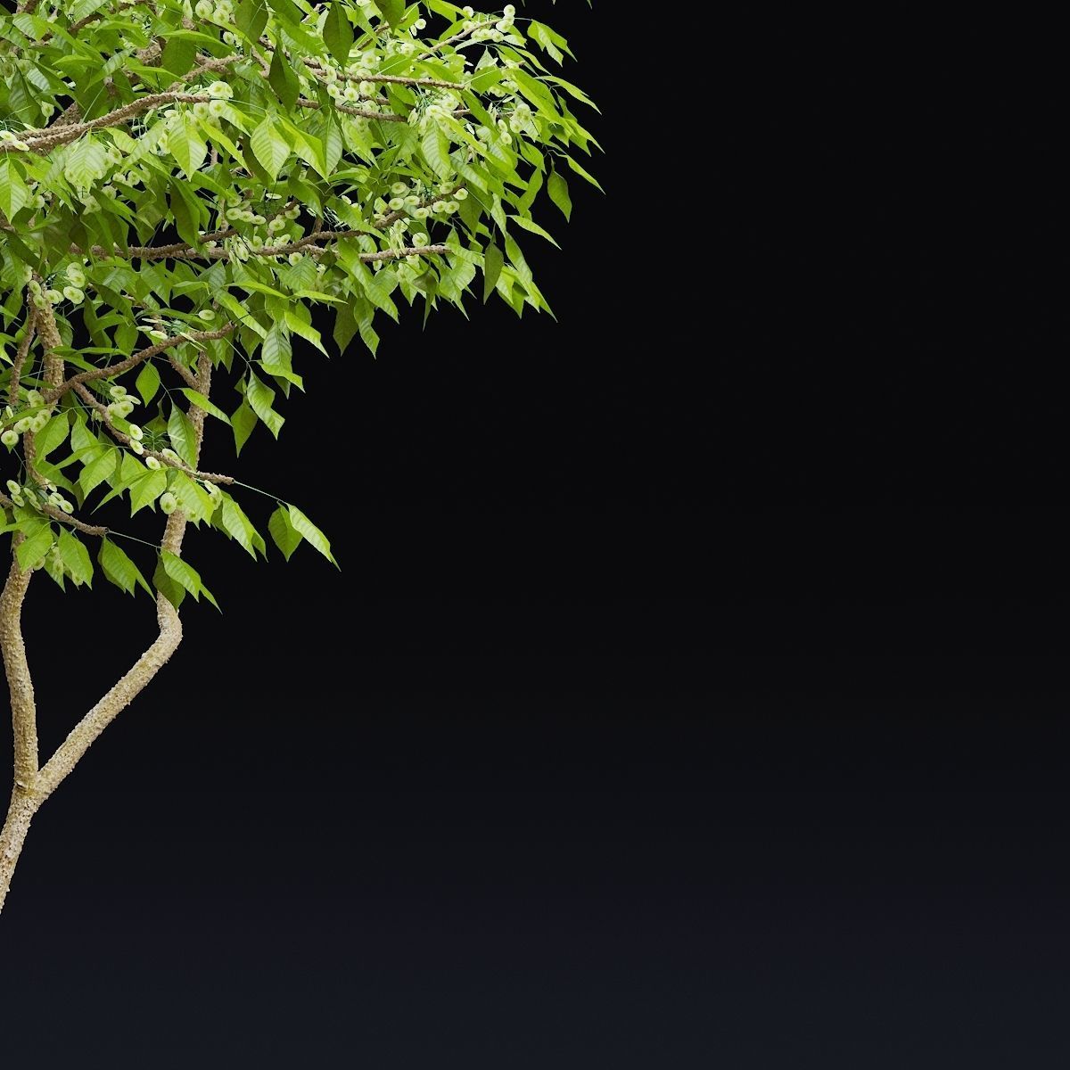 Ptelea trifoliata 3D model_1
