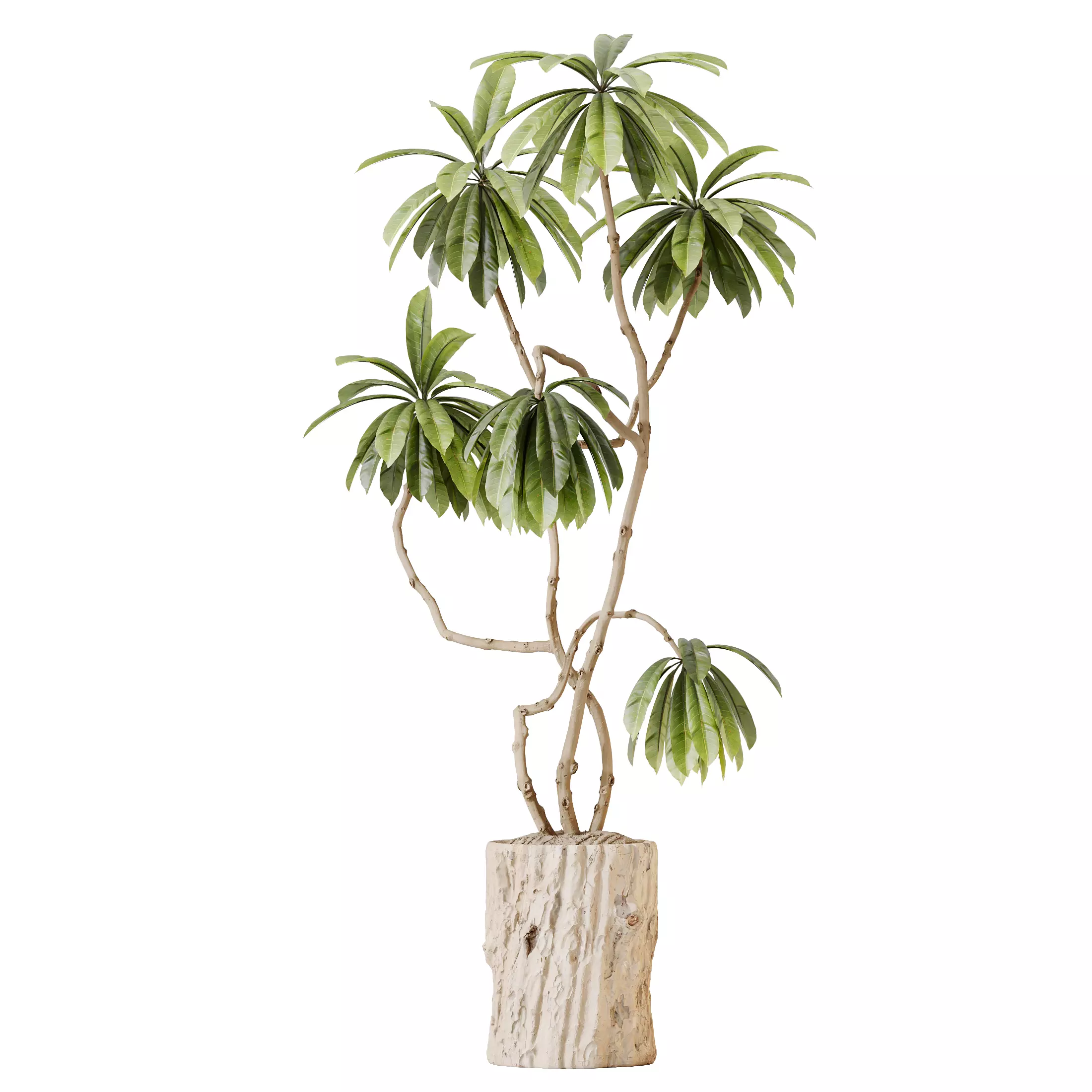 HQ HousePlants Decorative Ficus Cyathistipula African Fig 3D model_0