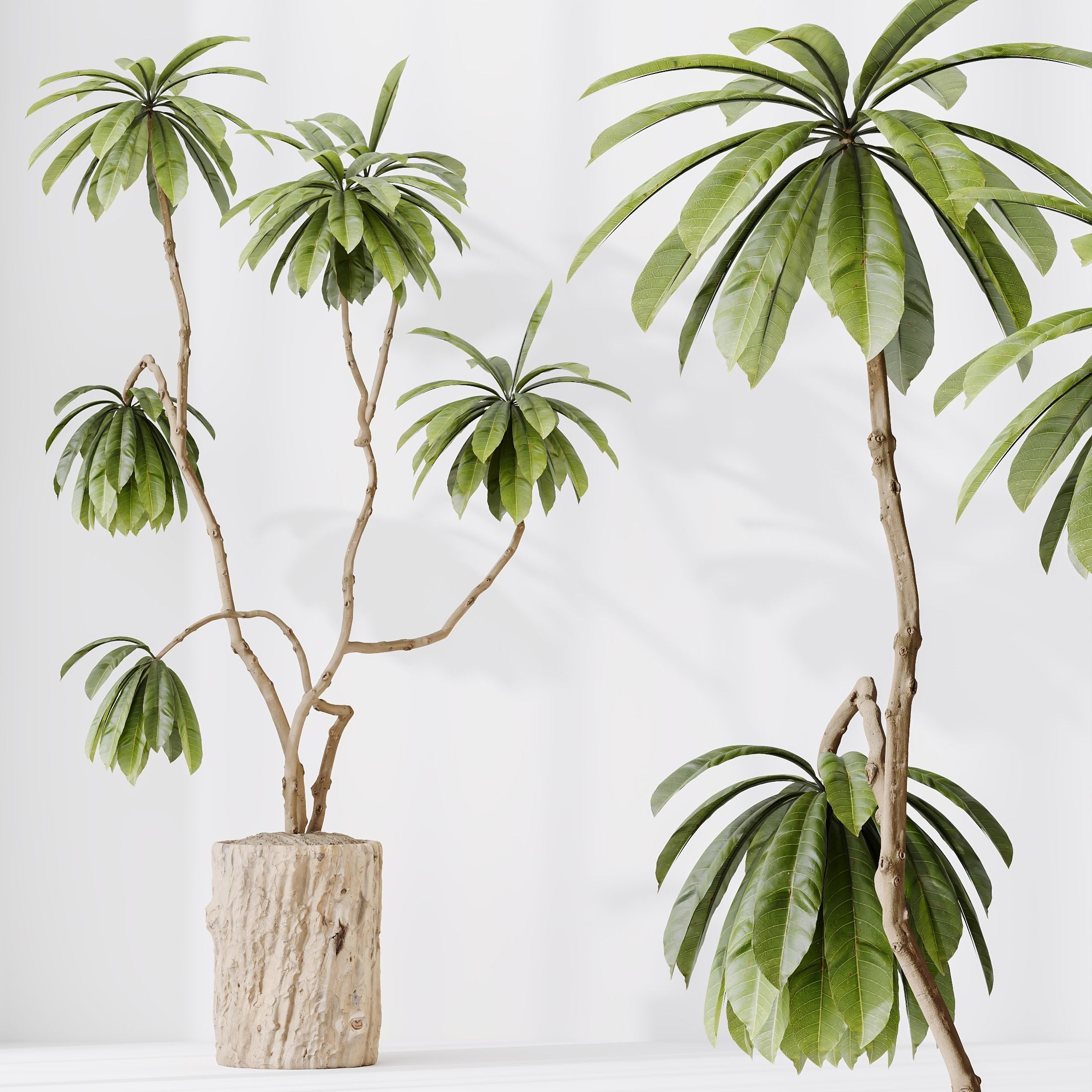 HQ HousePlants Decorative Ficus Cyathistipula African Fig 3D model_1