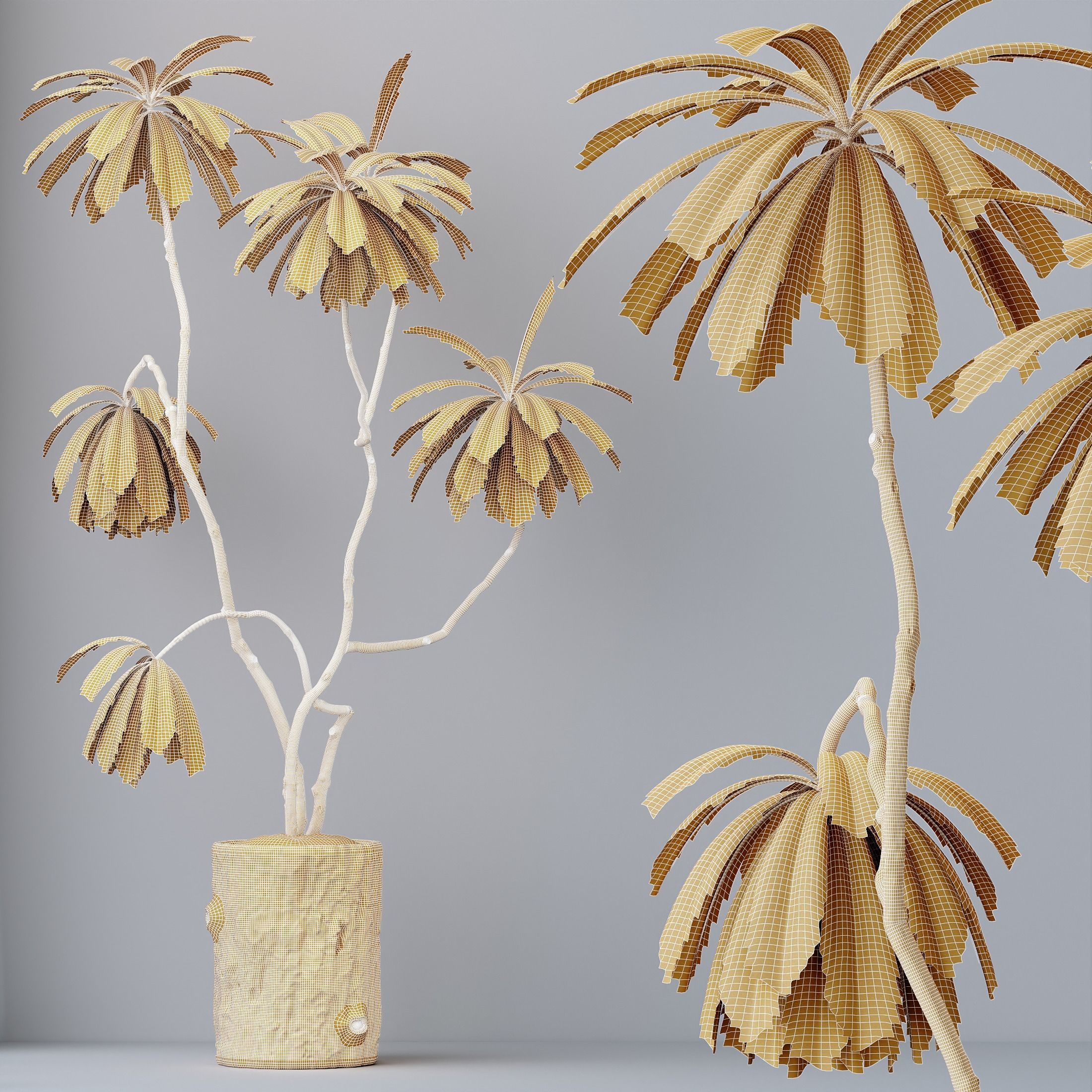 HQ HousePlants Decorative Ficus Cyathistipula African Fig 3D model_3