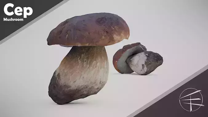 Cep Mushroom - Brown Mushroom