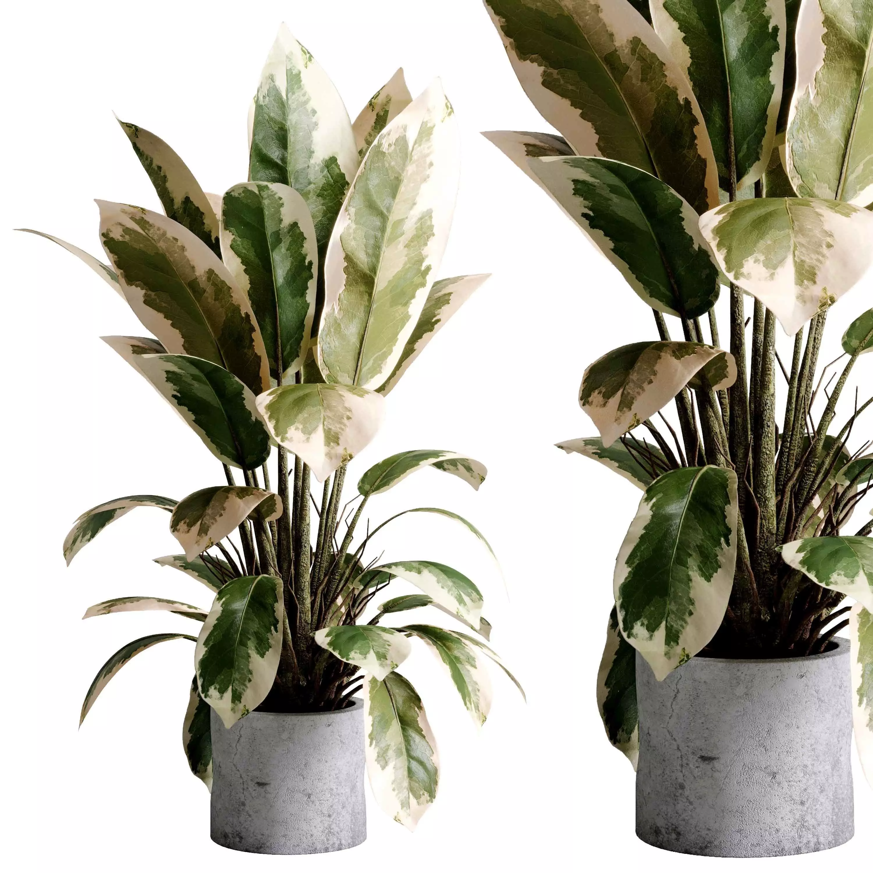 Benjamin Plant - indoor plant set 495 concrete old vase 3D model