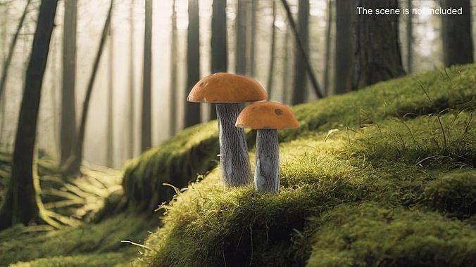 Edible Mushrooms Collection 3D Model Pack 2
