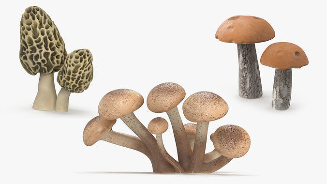 Edible Mushrooms Collection 3D Model Pack