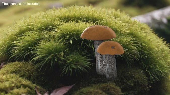 Edible Mushrooms Collection 3D Model Pack 4