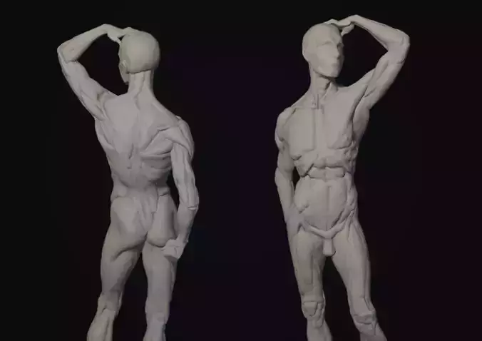 Ecorche of the male figure 3D model