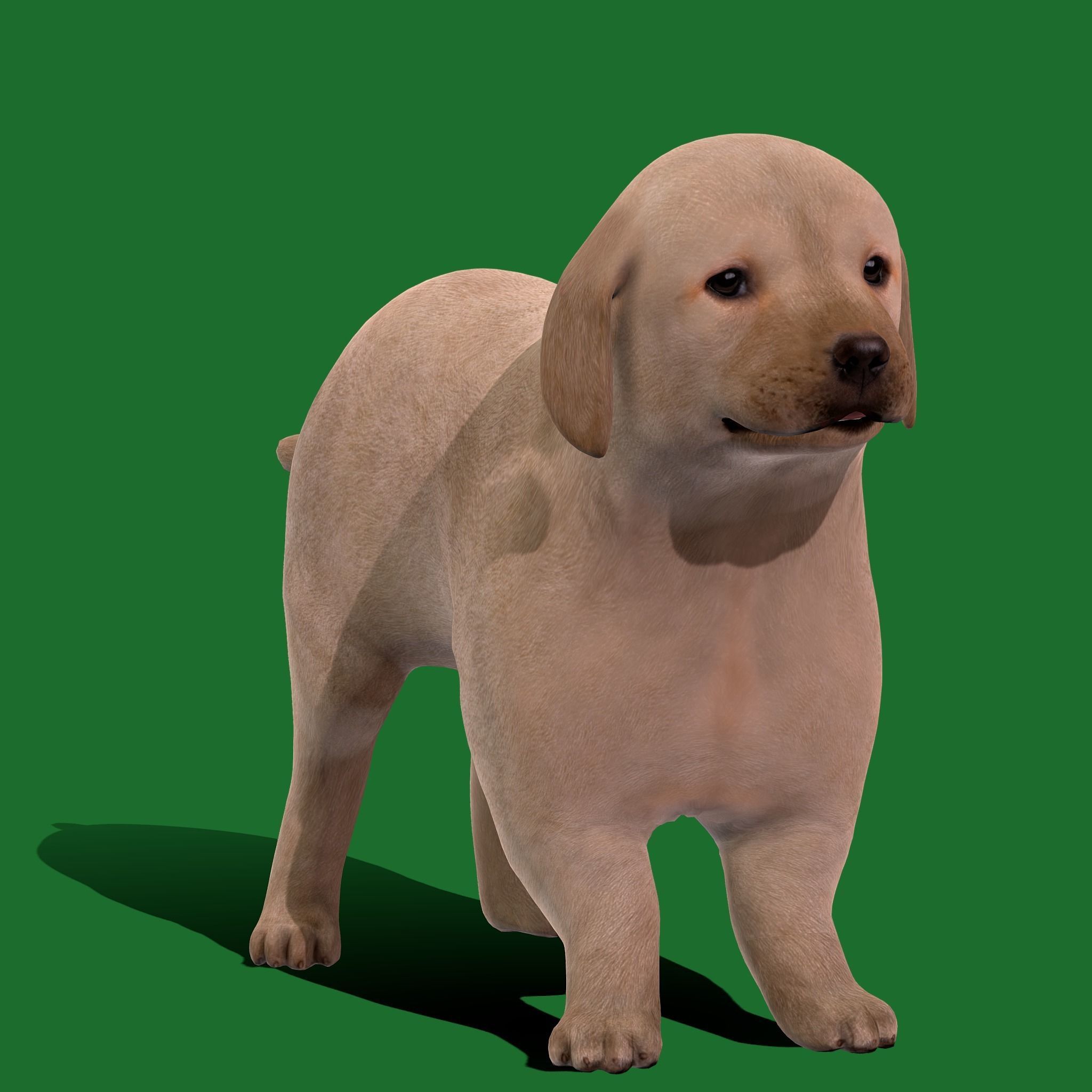 Retriever Puppy Dog 3D model_28