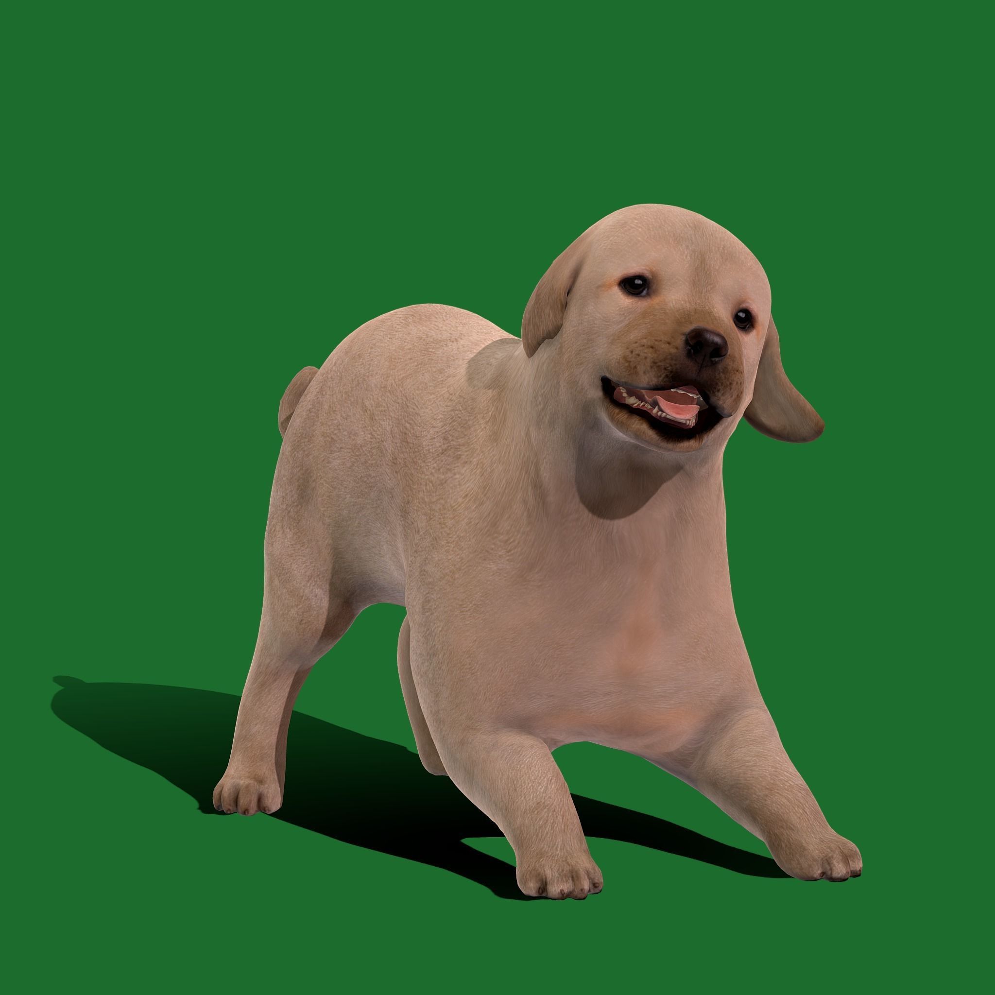 Retriever Puppy Dog 3D model_29