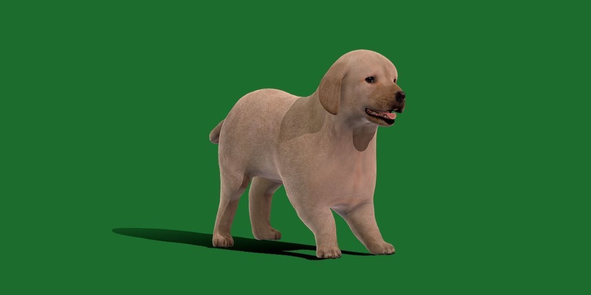 Retriever Puppy Dog 3D model_36