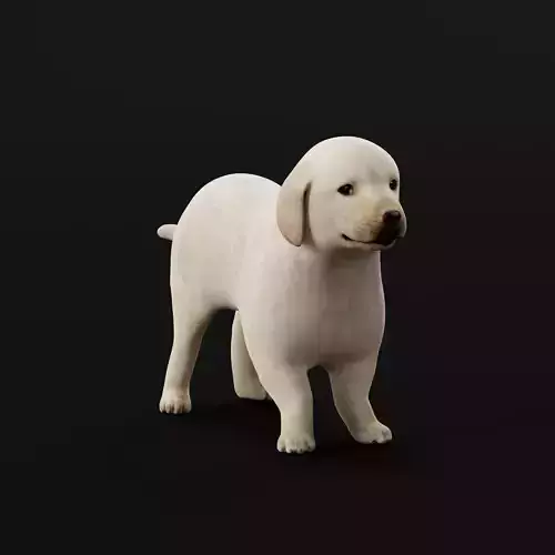 Retriever Puppy Dog