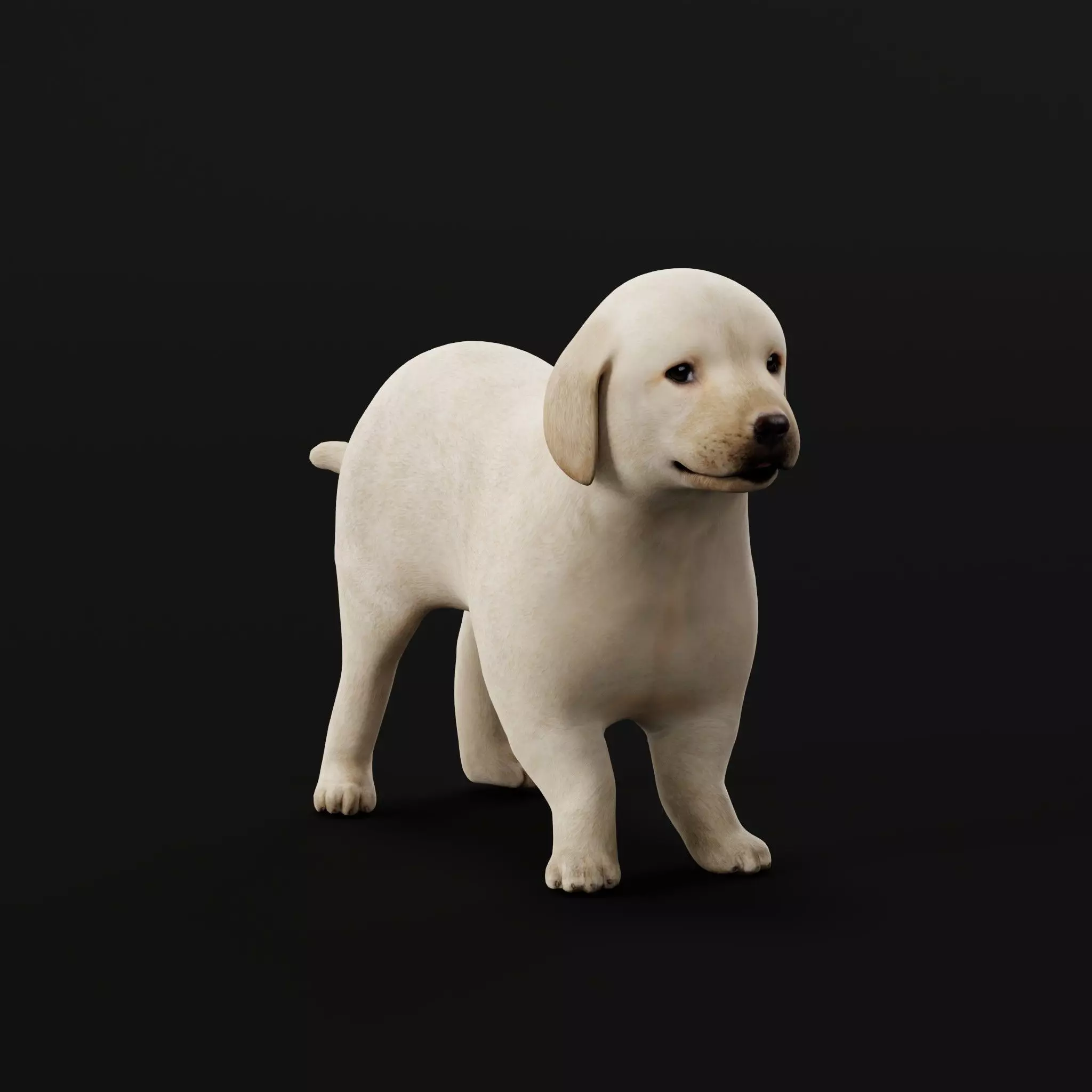 Retriever Puppy Dog 3D model_0