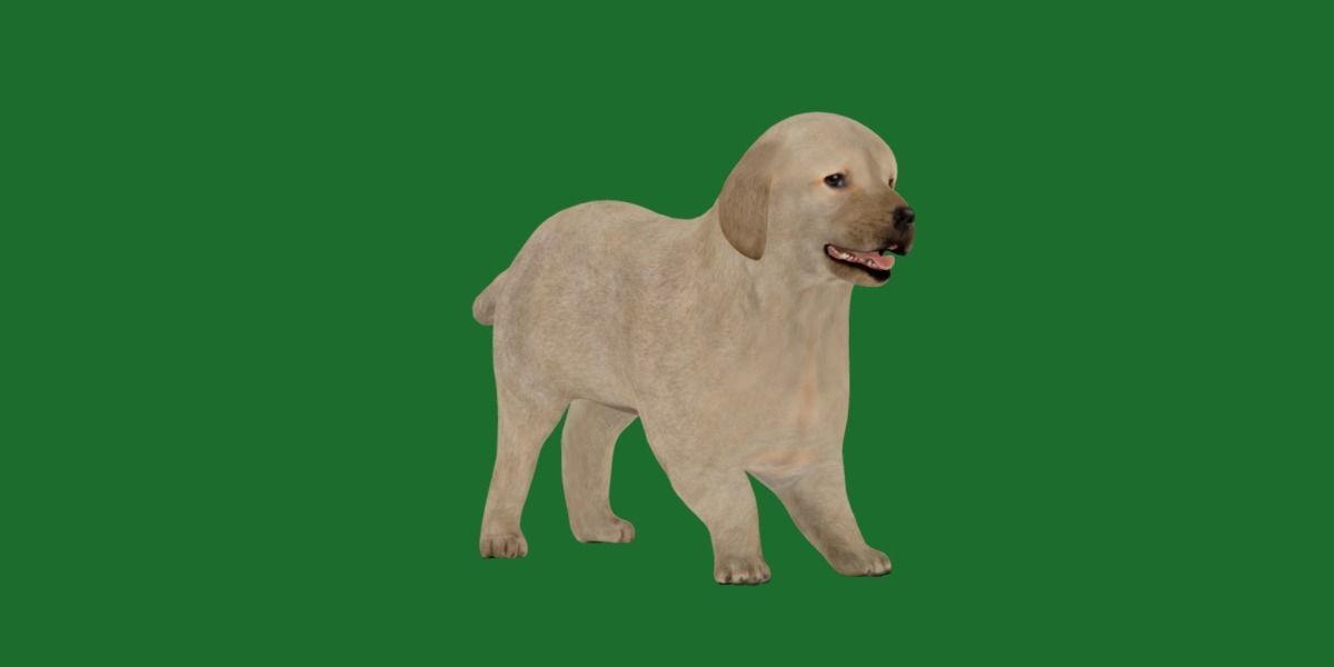 Retriever Puppy Dog 3D model_35