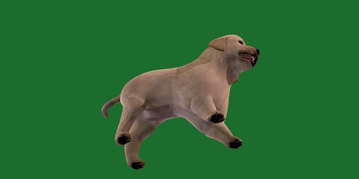 Retriever Puppy Dog 3D model_19