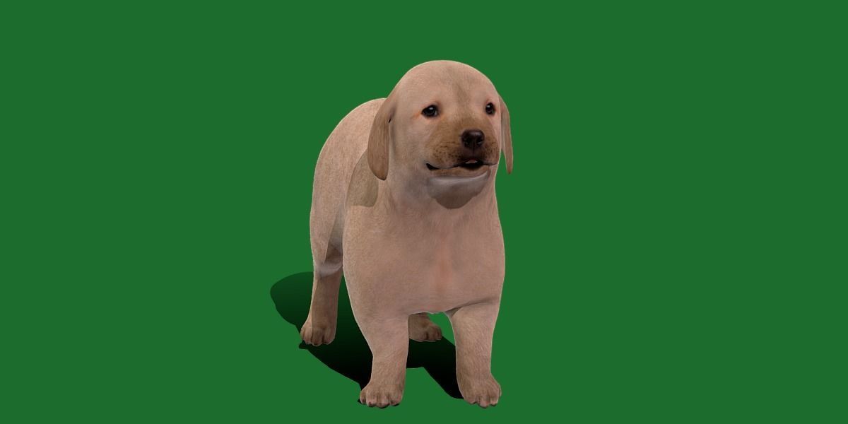 Retriever Puppy Dog 3D model_31