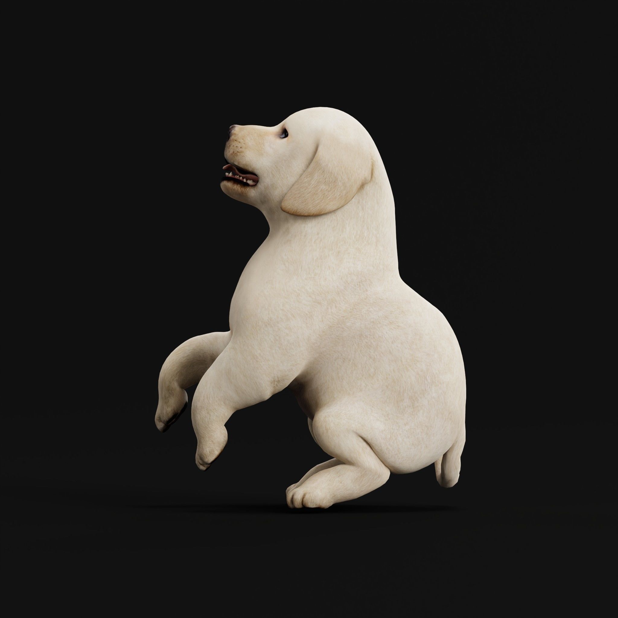 Retriever Puppy Dog 3D model_10
