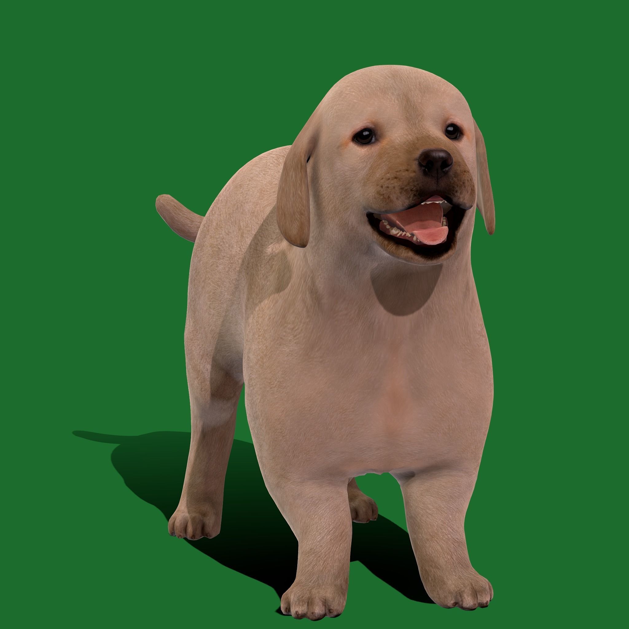 Retriever Puppy Dog 3D model_30
