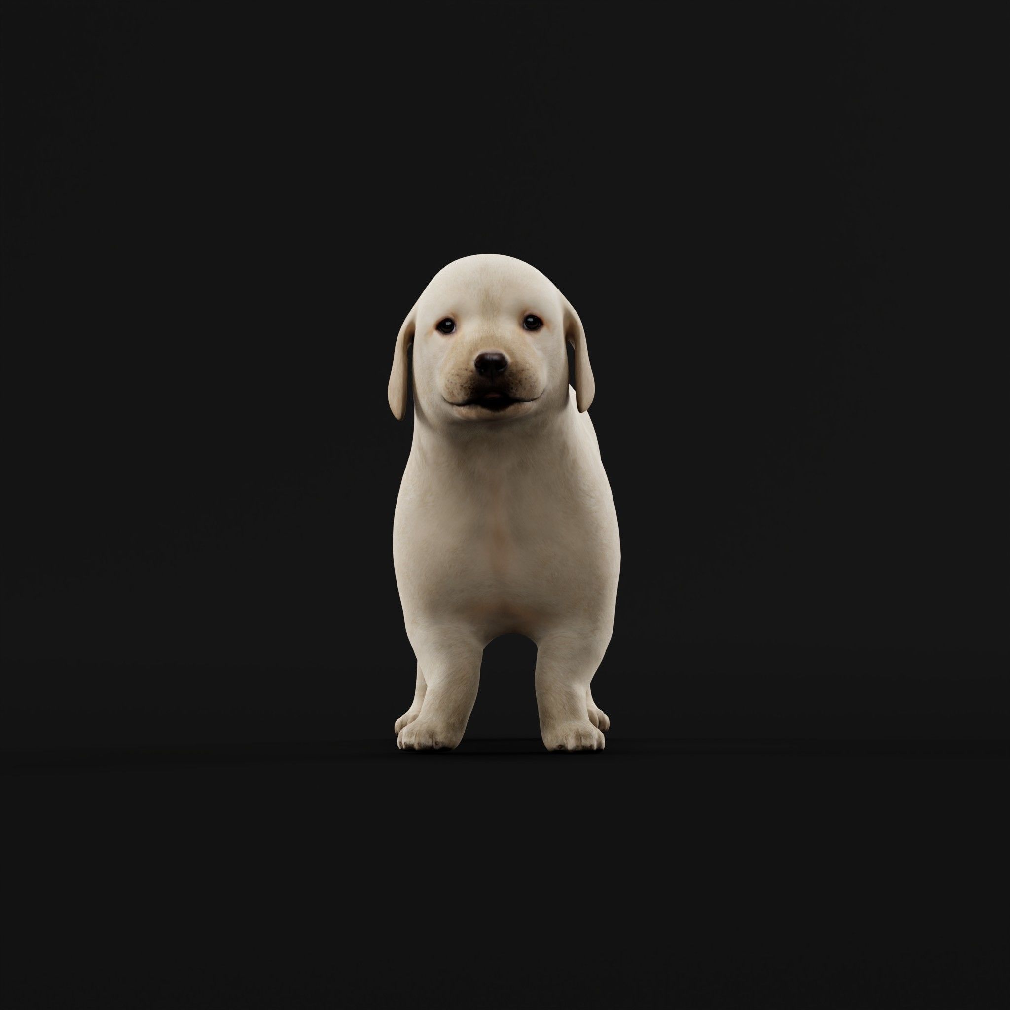 Retriever Puppy Dog 3D model_3