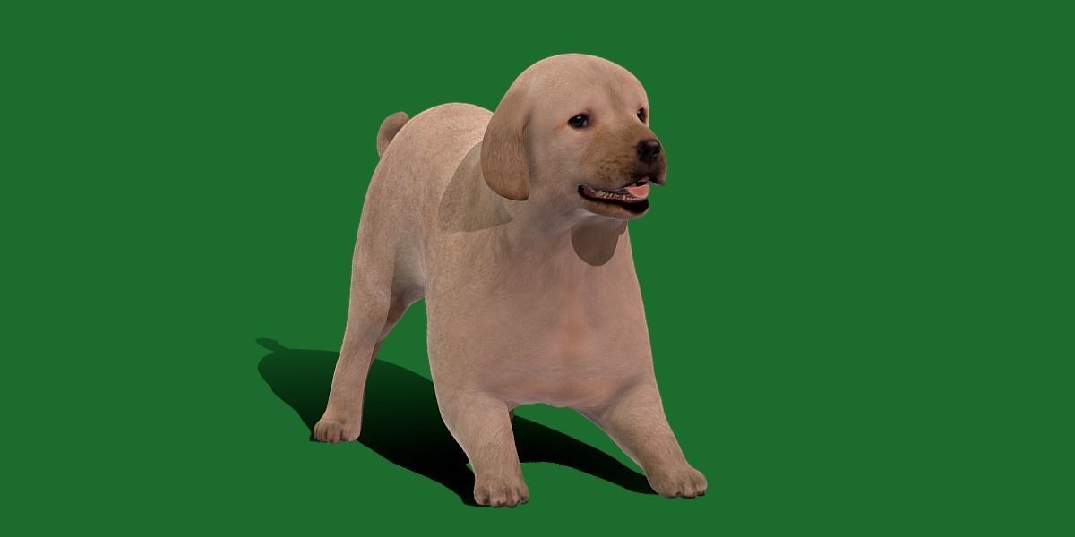 Retriever Puppy Dog 3D model_38