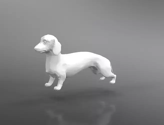 Dachshund