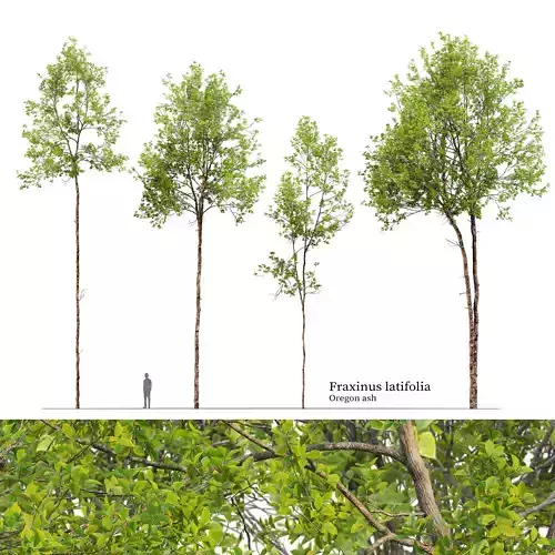 Fraxinus latifolia 02 3D model