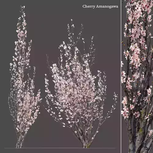 Cherry amanogawa