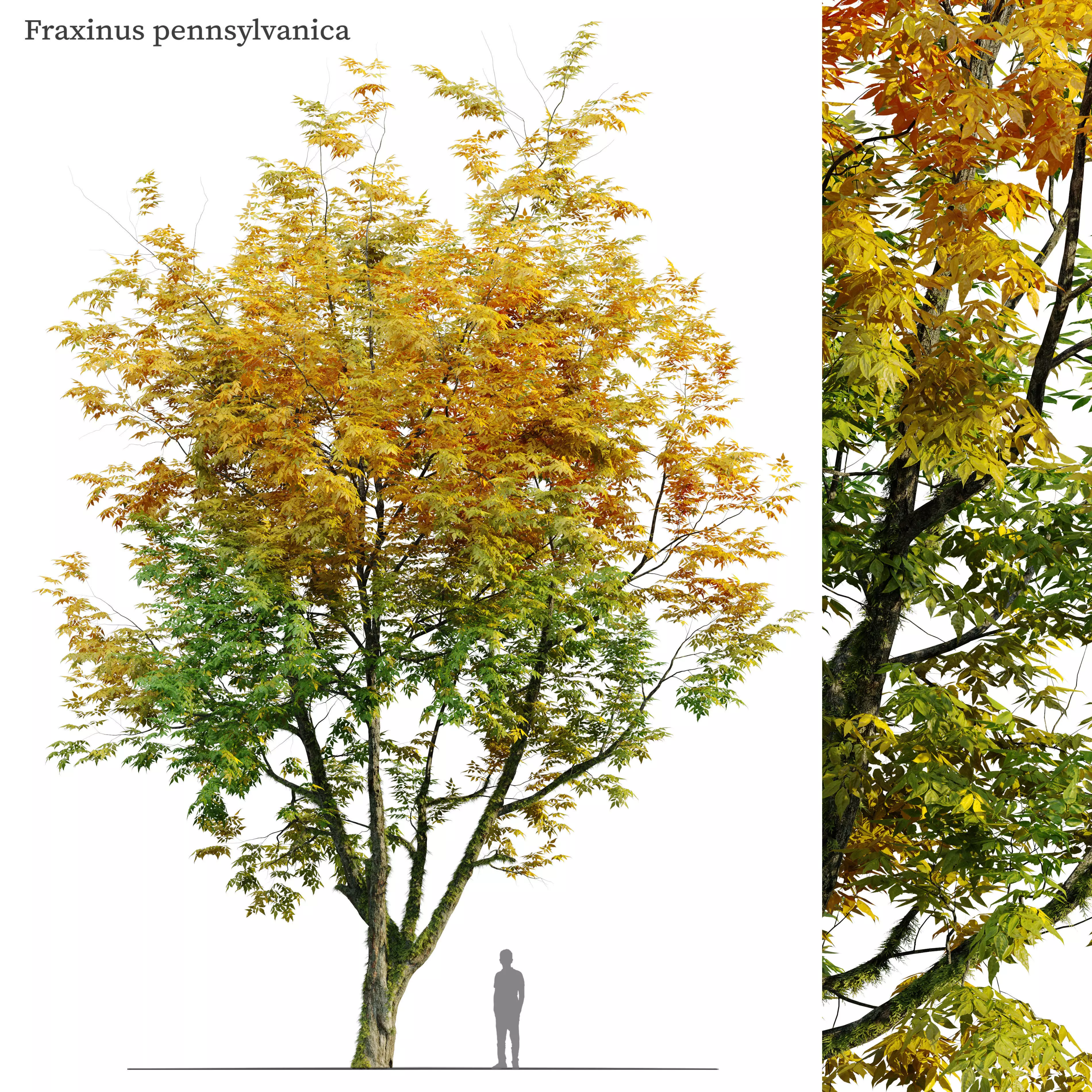 Autumn fraxinus pennsylvanica 3D model_0