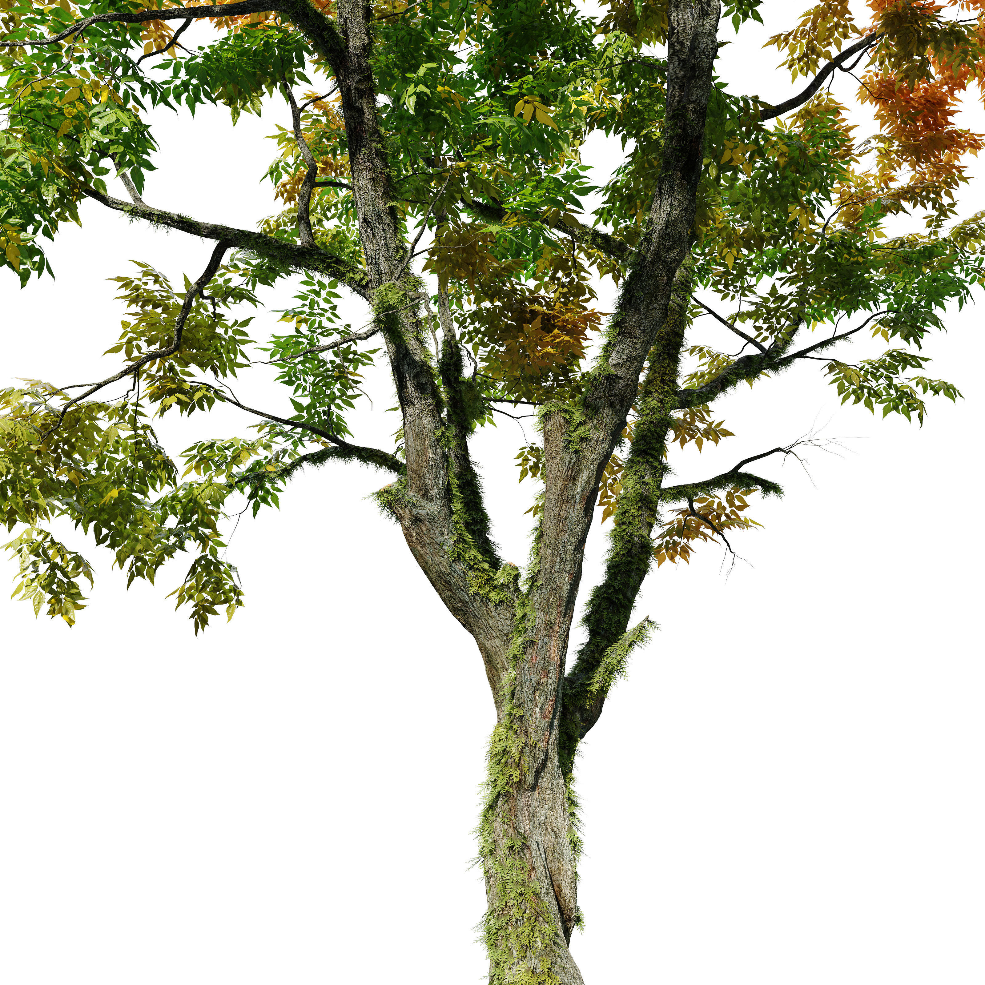 Autumn fraxinus pennsylvanica 3D model_4