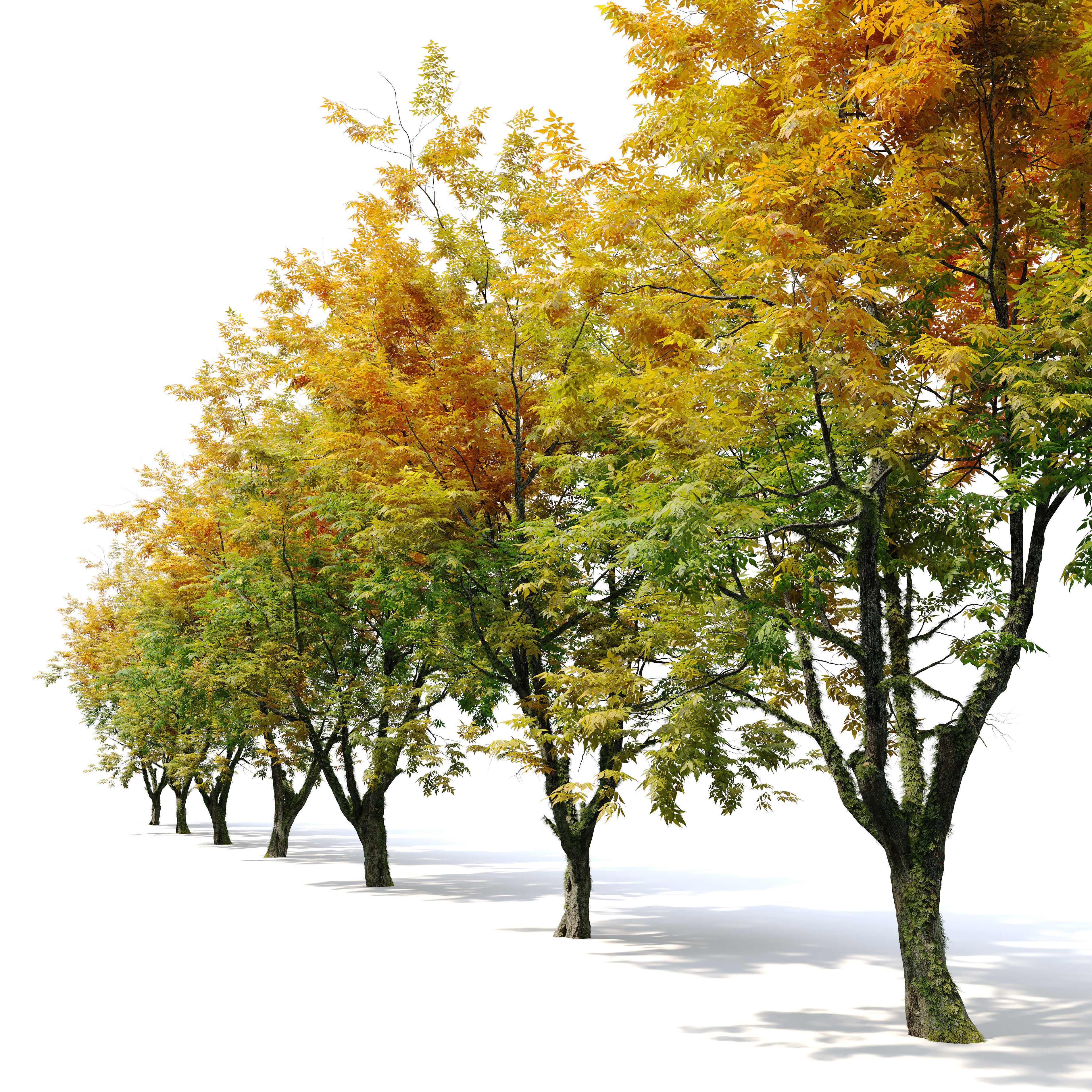 Autumn fraxinus pennsylvanica 3D model_1