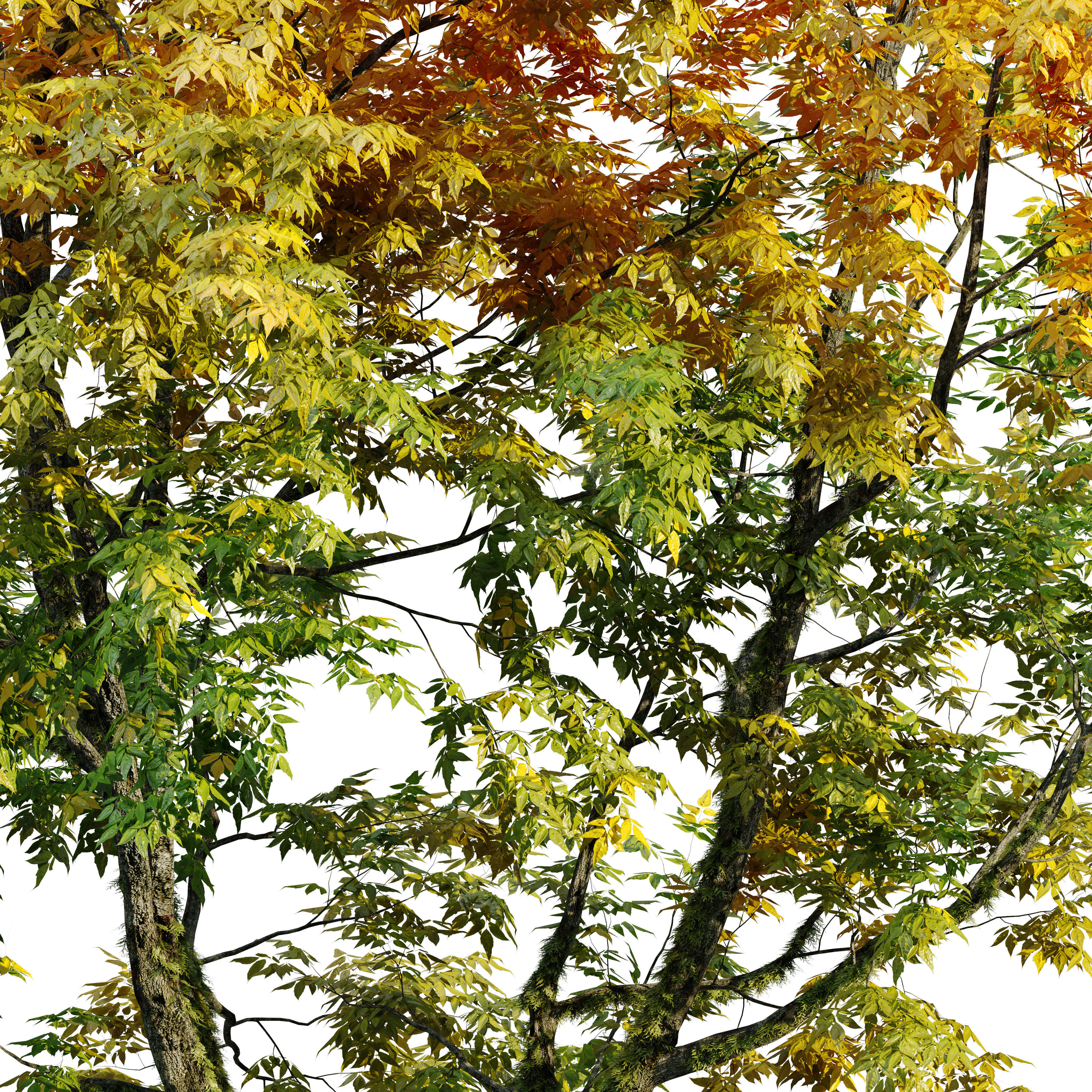 Autumn fraxinus pennsylvanica 3D model_2