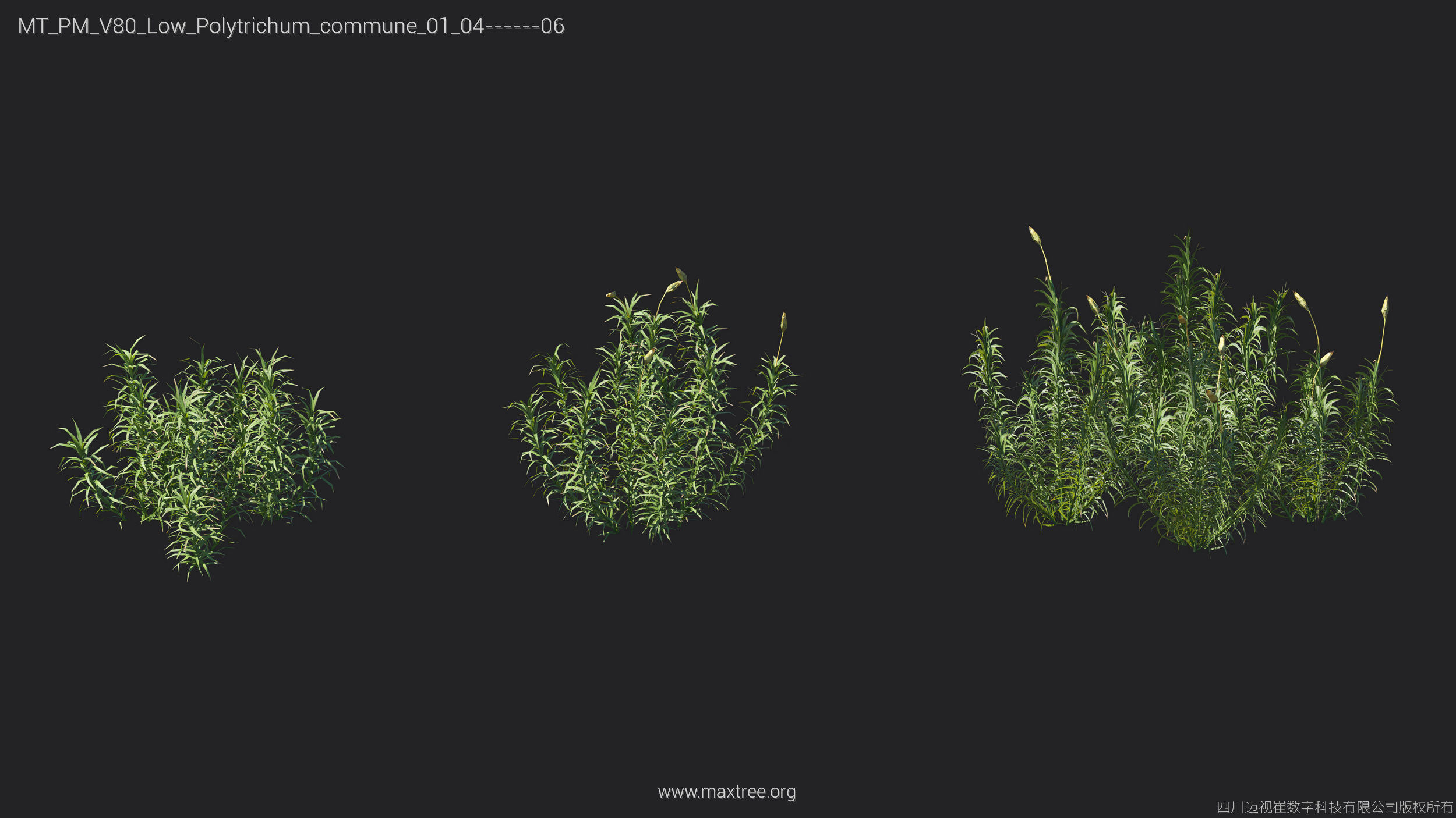 Maxtree Plant Models Vol 80 Low Poly - Mesh 3D model_8
