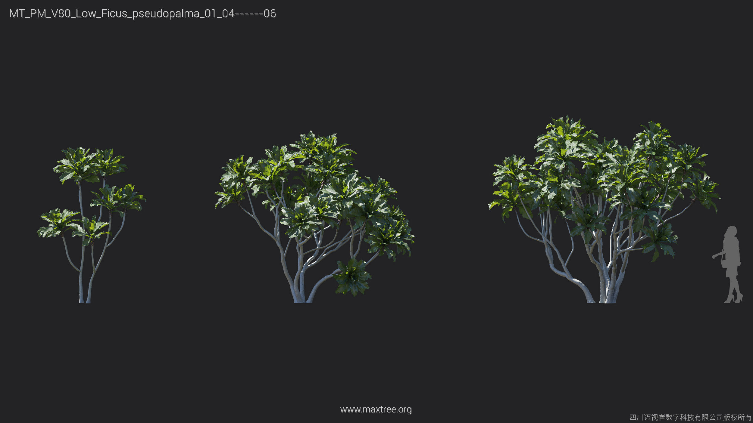 Maxtree Plant Models Vol 80 Low Poly - Mesh 3D model_5